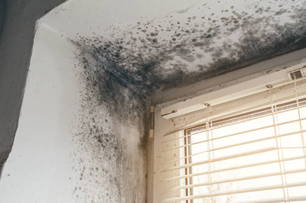 Affordable Mold Cleanup solutions in Bloomington, IL